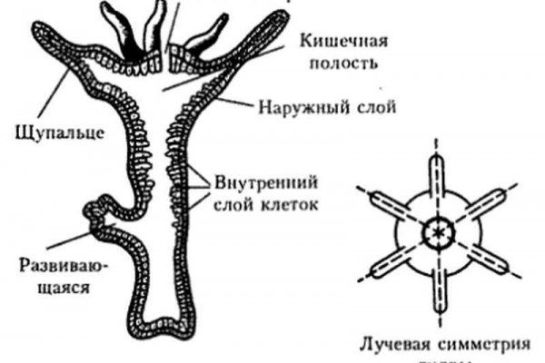 Как зарегистрироваться на сайте кракен